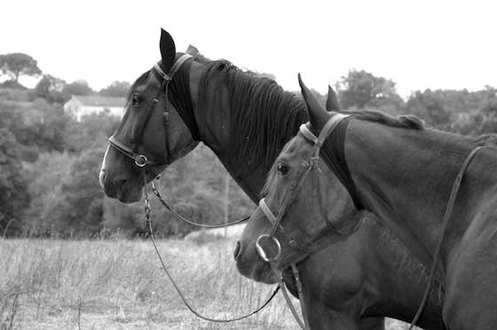 Bonnet ANTIFLY PROTECT- Taille Cheval